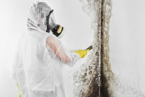 Best Affordable Mold Removal  in Montara, CA