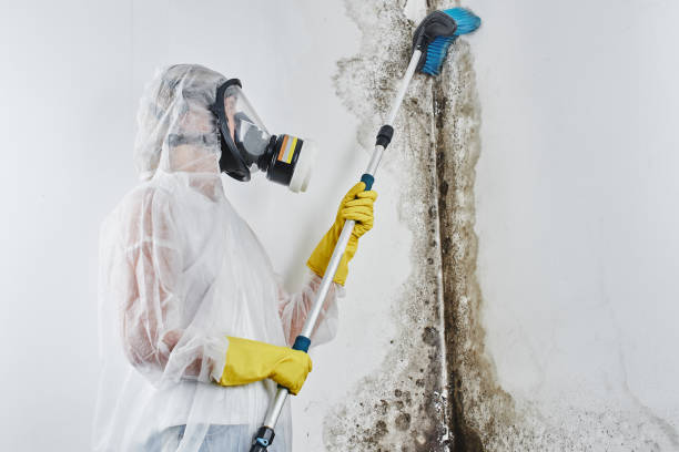 Best Mold Testing  in Montara, CA