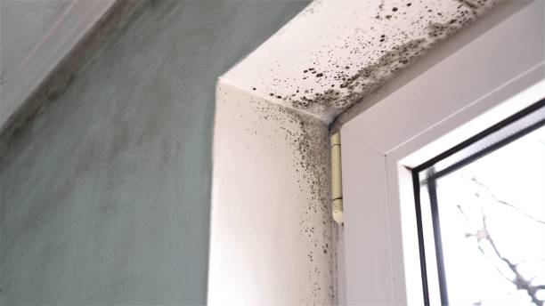 Best Mold Removal Near Me  in Montara, CA