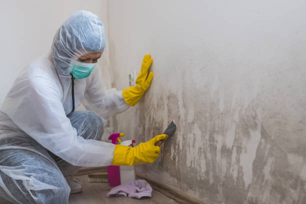 Best Toxic Mold Removal  in Montara, CA