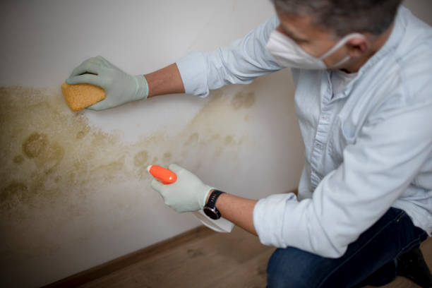 Best Mold Removal and Inspection  in Montara, CA