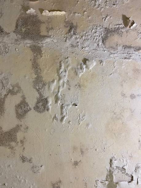 Best Best Mold Removal Companies  in Montara, CA