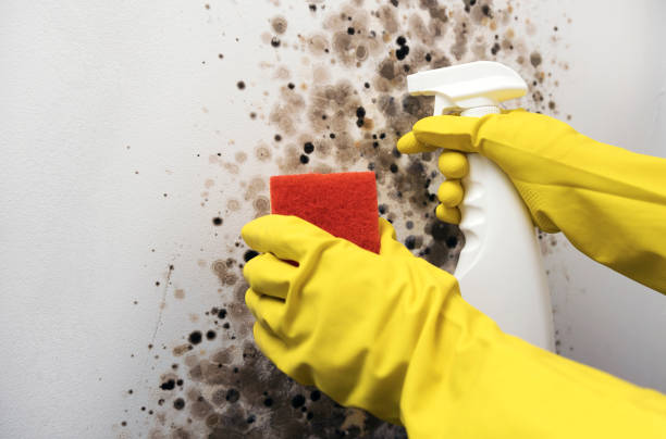 Best Black Mold Removal  in Montara, CA