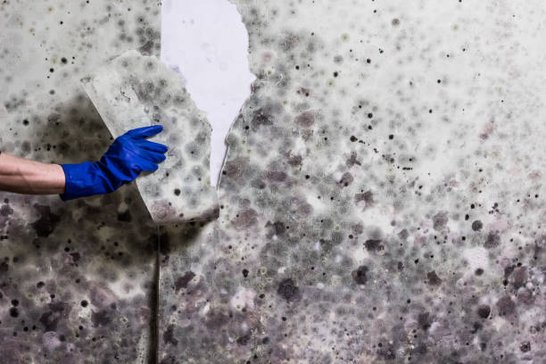 Best Commercial Mold Removal  in Montara, CA