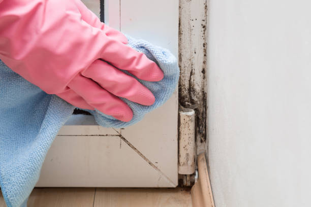 Best Best Mold Removal Companies  in Montara, CA
